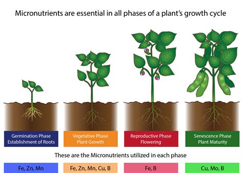 Fertilizer Plant Garden Chart