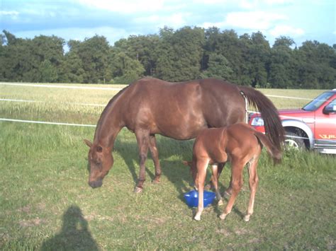 Quarter Horse Absetzer ein echter Kracher in Homberg | Tiere ...