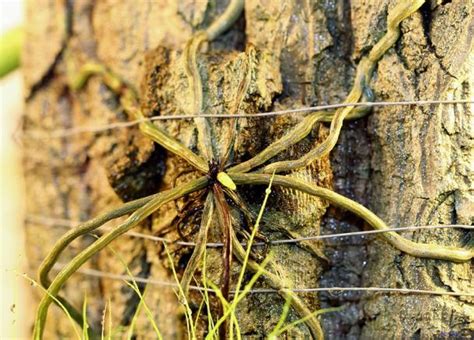 Dendrophylax-Lindenii - agaclar.net