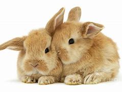 Image result for Bunnies Snuggling