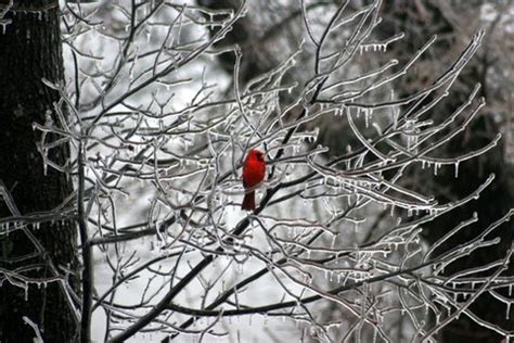 January 27-28, 2009 Winter Storm