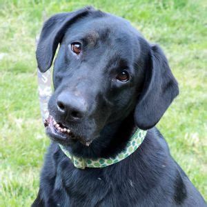 ROAR kitten, cat, and dog adoption event, Pet Supplies Plus Battle ...