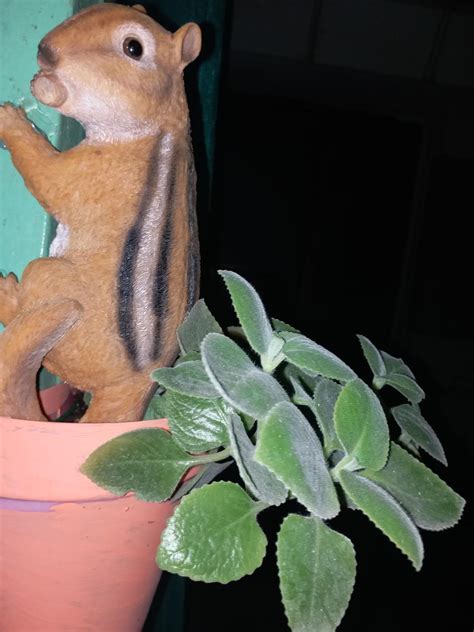 Wonderland Resin Chipmunk Climbing Garden Or Home Decor (Wall Or Tree ...