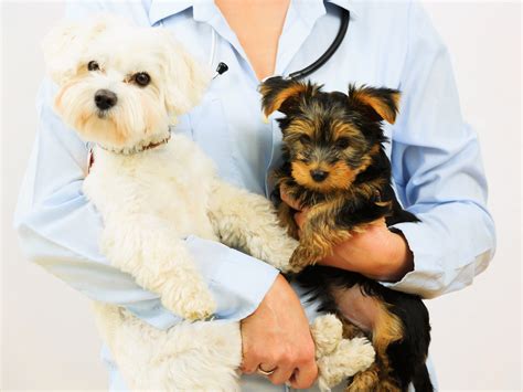 Pet Boarding in Soddy Daisy, TN | Sequoyah Animal Hospital