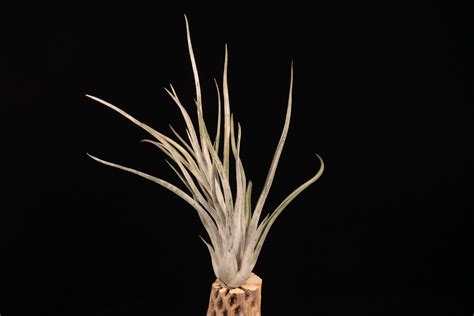 【送料無料】'Kraken'〔エアプランツ〕現品発送T5413 | plane plants