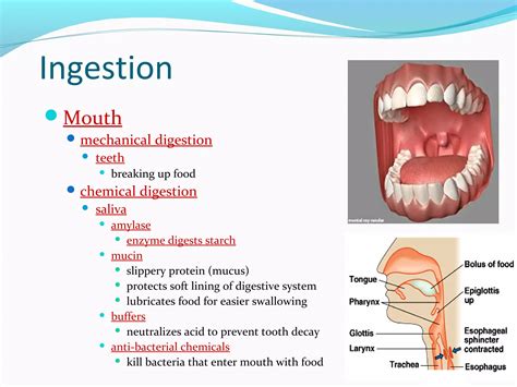 Image result for Digestive System Lecture