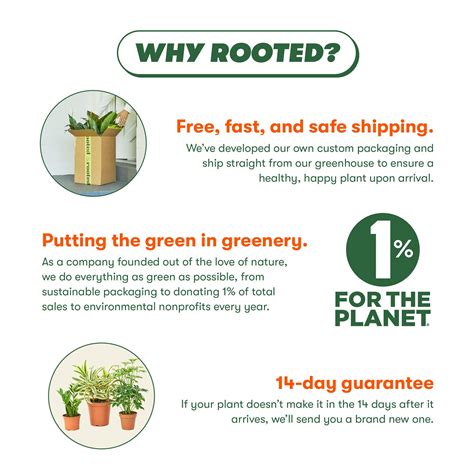 Peacock Calathea - Calathea makoyana | Live, Easy to Grow and Low ...