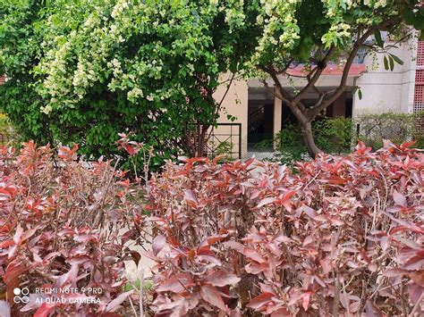 Image result for Redmi Note 9 Pro Camera Tricks