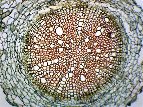 10PK Helianthus Root - Cross Section - Prepared Microscope Slides ...