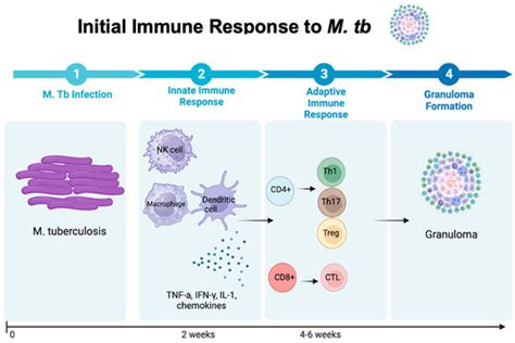 Mycobacterium tuberculosis–Human Immunodeficiency Virus Infection and ...