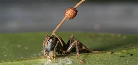 Sings Of A Zombie Apocalypse Soon? Here's Proof That Fungi Is Making ...