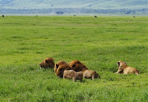 Safari Fantasies - Morogoro | Tripadvisor