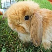 Image result for Orange Lop Hearts