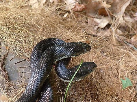 So, Are Black Rat Snakes Poisonous?
