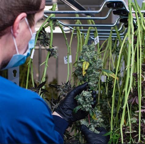 Image result for Marijuana Drying Methods