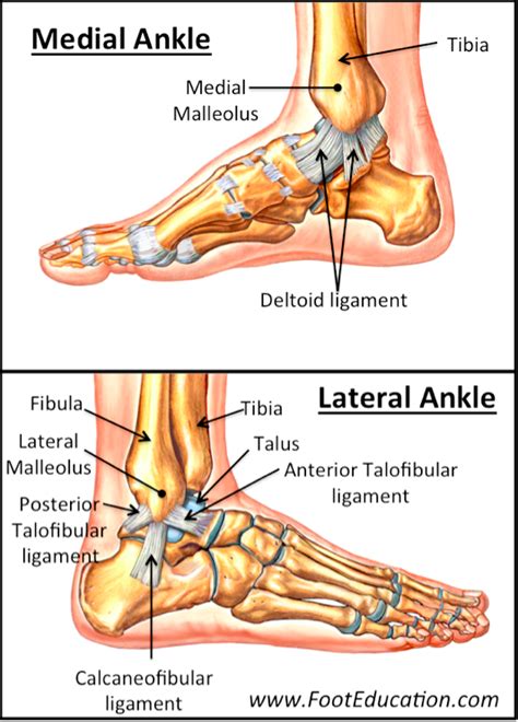 Ankle Fractures (Tibia and Fibula) | OrthoPaedia