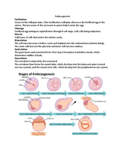 Image result for Embryogenesis Process