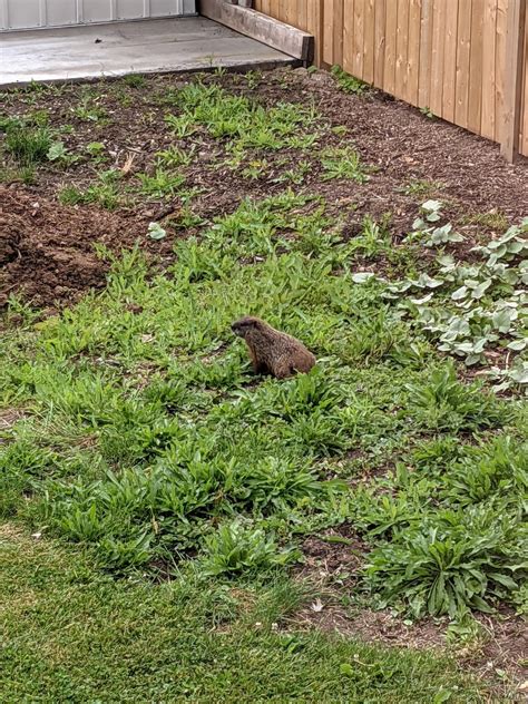 Image result for Gopher Problem