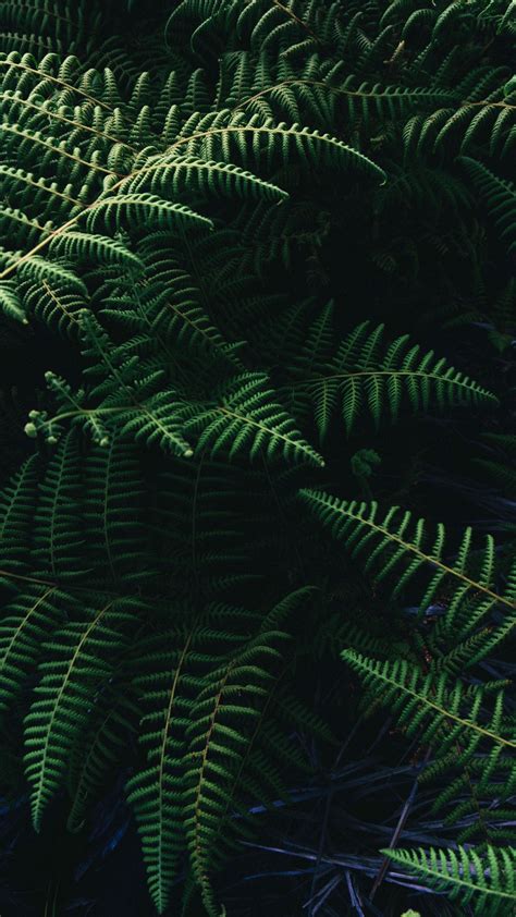 Download wallpaper 2160x3840 ostrich fern, fern, leaves, plant samsung ...