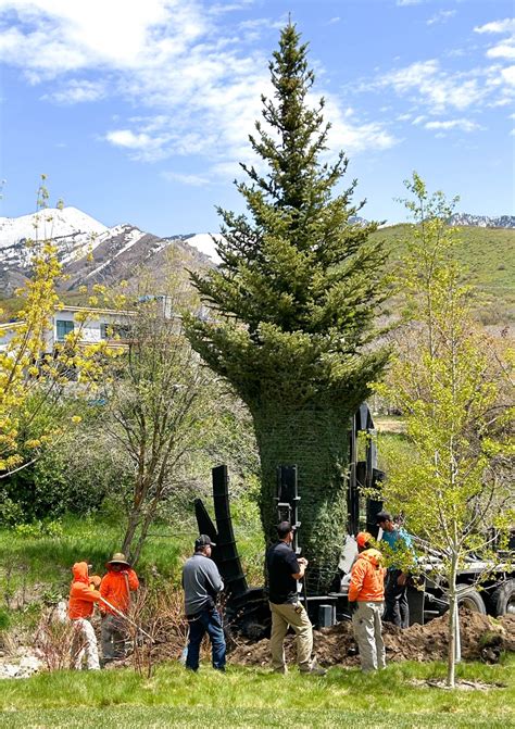 At the center of the photo stands the largest Colorado Blue Spruce our ...