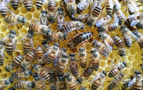 初学养蜂要了解哪些养蜂知识？ - 养蜂技术 - 酷蜜蜂