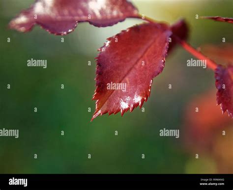 Rose bush leaf hi-res stock photography and images - Alamy