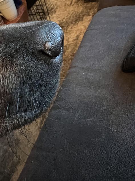 Strange circular light grey scab on dog’s nose, pest? Disease? : r/vet
