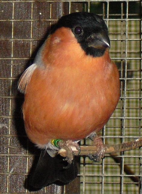 Waldvögel aus Freivoliere in bester Qualität in Ilfeld | Tiere ...