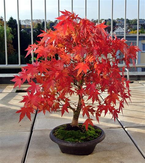 CZGrain Japanese Red Maple Bonsai Tree Seeds | 30+ Seeds | India | Ubuy