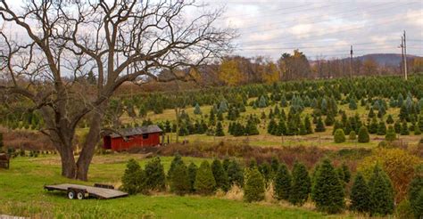 Image result for How to Build a Tree Farm