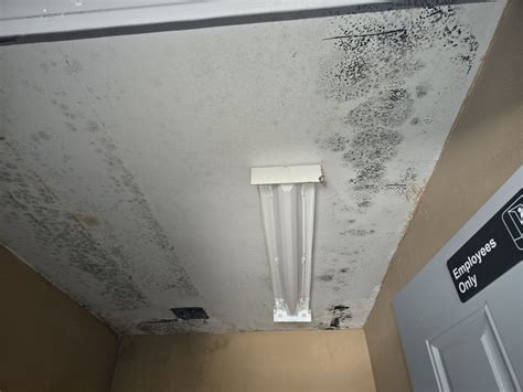 Mold vs. Mildew on Ceiling: How to Tell the Difference (And When to Worry) - FunGuy Mold Inspections
