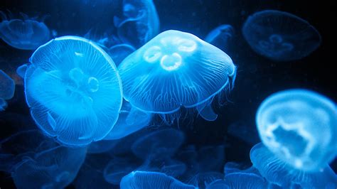 Image result for Jellyfish Tutorial C4d