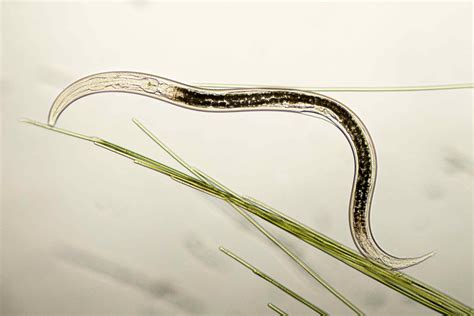 Interesting Facts About Invertebrates