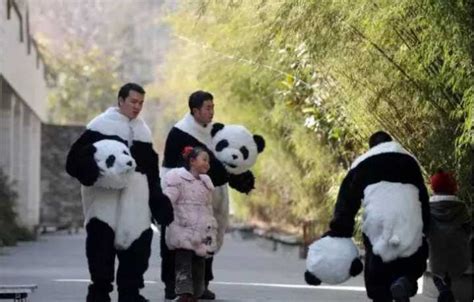【每日科普】如何成为一名大熊猫饲养员？-厦门大学深圳研究院