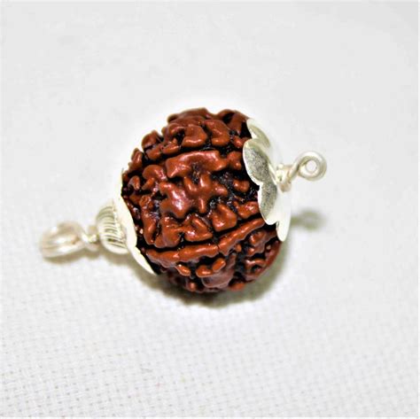 Natural 5 Mukhi/Face Rudraksha (Nepal Origin)– Himalaya Rudraksha ...