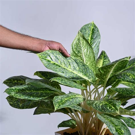 Buy Aglaonema Butterfly Plant XL Plant: Elevate Your Space with ...