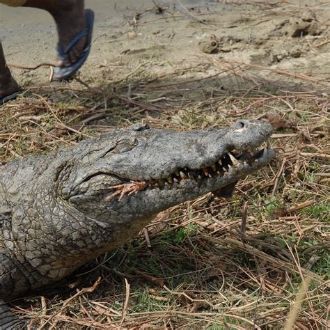 SACRED CROCODILE PONDS (2026) All You Need to Know BEFORE You Go (with ...