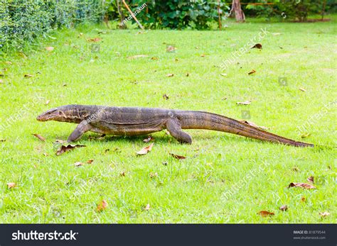 Image result for Monitor Lizard Running Speed