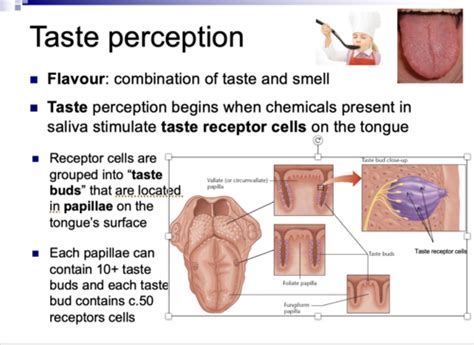 Taste Perception Experiment 的图像结果