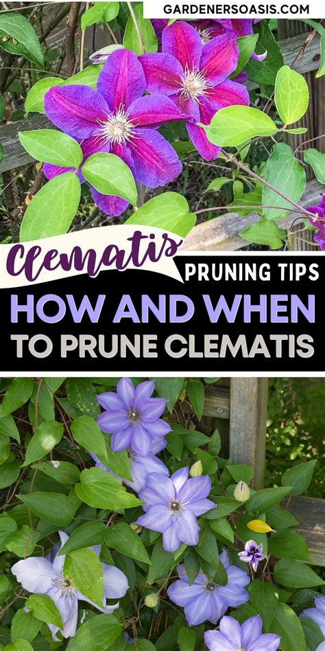Clematis vine care planting growing and pruning tips – Artofit