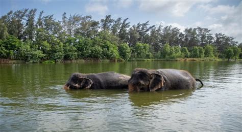 Anant Ambani's Vantara: 3,000 Acres of Wildlife Rescue, Education ...
