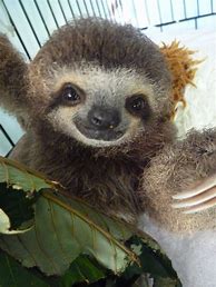 Image result for baby sloths wallpapers