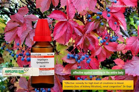 Ampelopsis Quinquefolia Homeopathy Dilution 6C, 30C, 200C, 1M |Homeomart