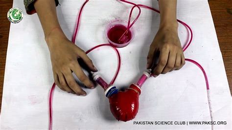 Working Model of Heart 的图像结果