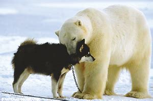 极寒里生存的因纽特犬，帮主人狩猎吃海豹肉，没食物也能活数周 - YouTube