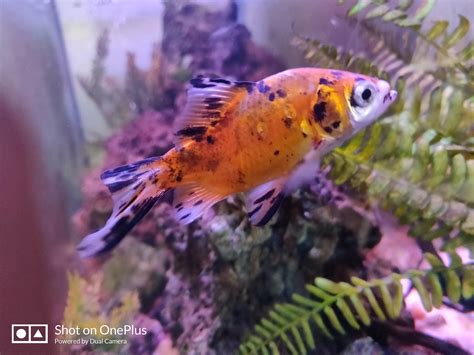 Image result for Robot Explains Captha