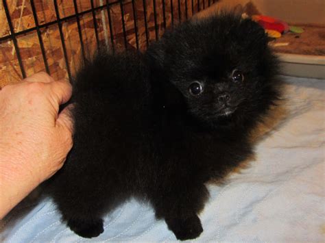 Download Black Pomeranian Puppy Picture | Wallpapers.com