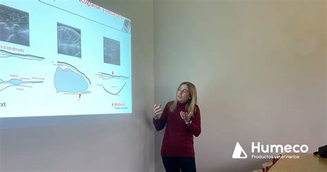 presentación de meatqtext