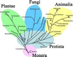 Kingdom Monera, Protista And Fungi - Class 11 PDF Download