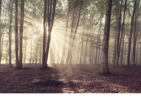 Nature-Inspired Wallpaper 的图像结果